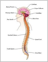 ketamine central nervous system